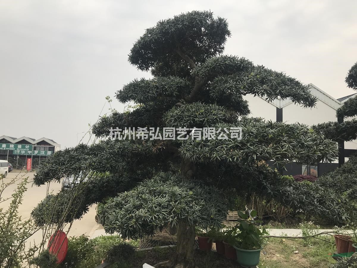 浙江罗汉松1