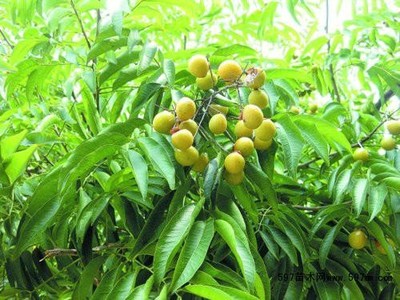 供应无患子地径1公分价格、地径2公分、地径3公分无患子报价|绿化小苗|绿化苗木|供应信息|597苗木网