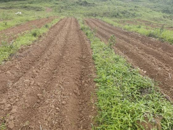 做足&ldquo;林下经济&rdquo;文章 万载县马步乡油茶基地套种花生忙