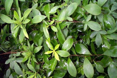樱桃苗批发_樱桃树厂家_苹果苗直销-大营树木中药种植基地(个体经营)