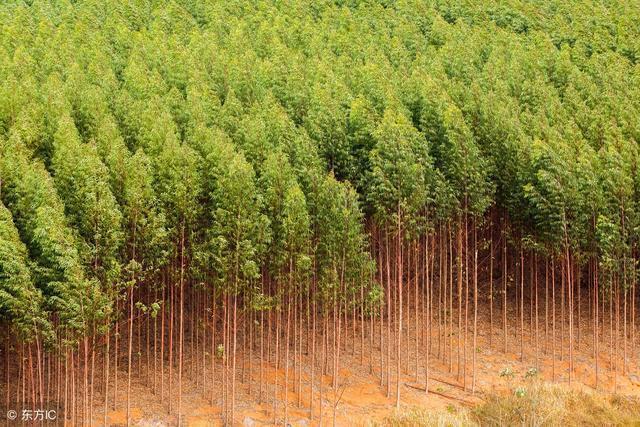 缺德树与断子绝孙树 被法律严令禁止的种植经营之道