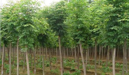 白蜡树木的配置方式与种植经营策略