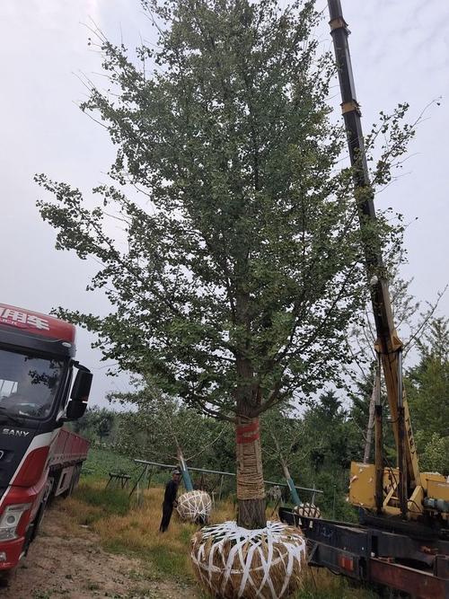 鑫尚 落叶乔木 广场种植绿化树 景区行道树银杏大树